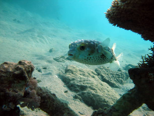 istock Fish hedgehog. Yellow-spotted cyclicht . 1394797416