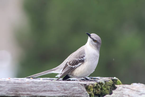 istock Mockingbird Sitting On a Patio Wall 1394797495