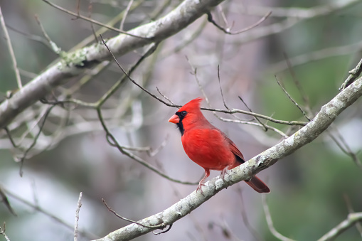 Northern red male cardinal hanging around.