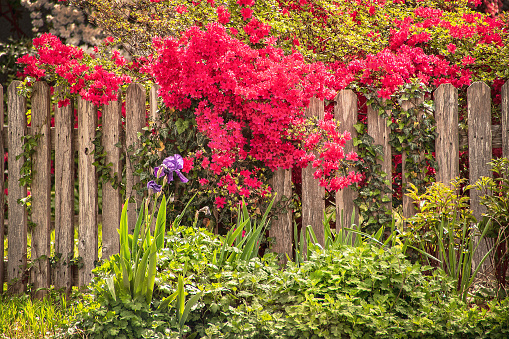 Rustic picket fence with red Azalea bushes in bloom spilling over the top and purple Iris in front. Lush Springtime