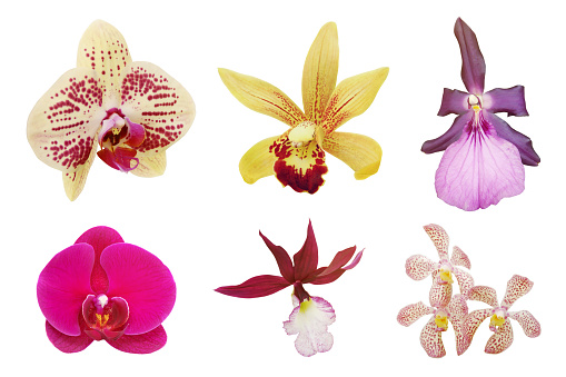 Set of Colorful Orchid Flowers Isolated on White Background with Clipping Path