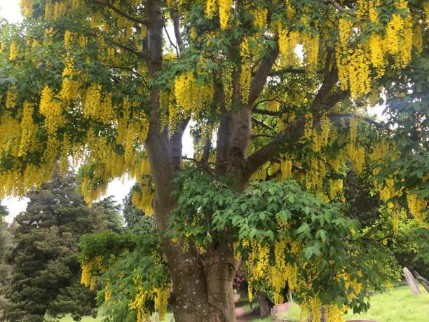istock Golden Chain (Laburnum) - Canopy in flower 1394798524