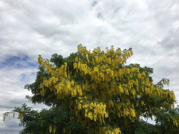 istock Golden Chain (Laburnum) - Crown in flower 1394798609