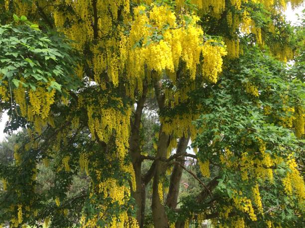istock Golden Chain (Laburnum) - Mid canopy in flower 1394798632