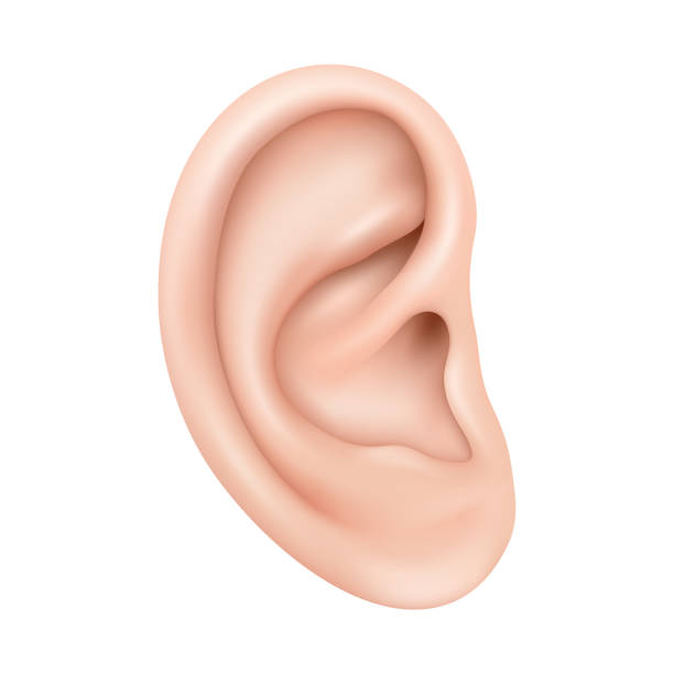 Realistic human ear isolated on white background. Human ear organ hearing health care closeup 3d realistic isolated icon design vector illustration Realistic human ear isolated on white background. Human ear organ hearing health care closeup 3d realistic isolated icon design vector illustration human ear stock illustrations