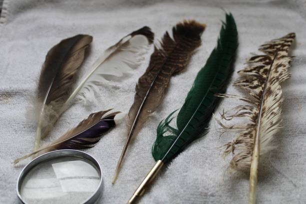 istock Feathers laid out on a towel 1394802269
