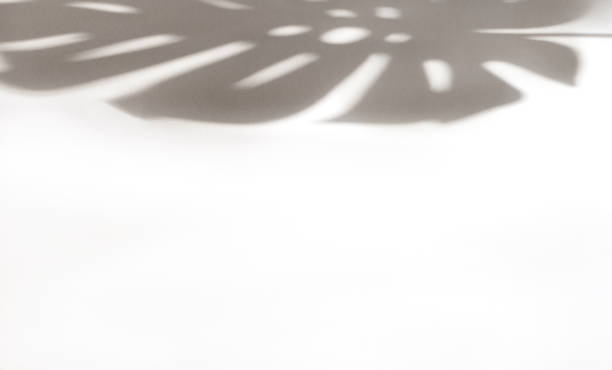 istock Light background with a shadow around the edge from monstera 1394802270