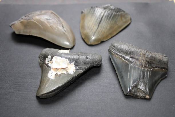 istock Megalodon Sharks Teeth Laid Out. 1394803367