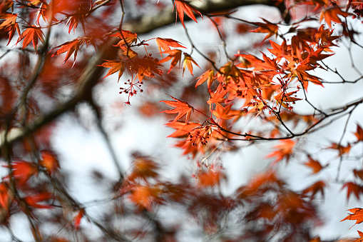 Close up of red maple tree foliage in autumn