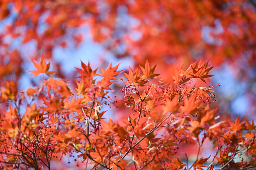 Close up of a young Japanese maple tree