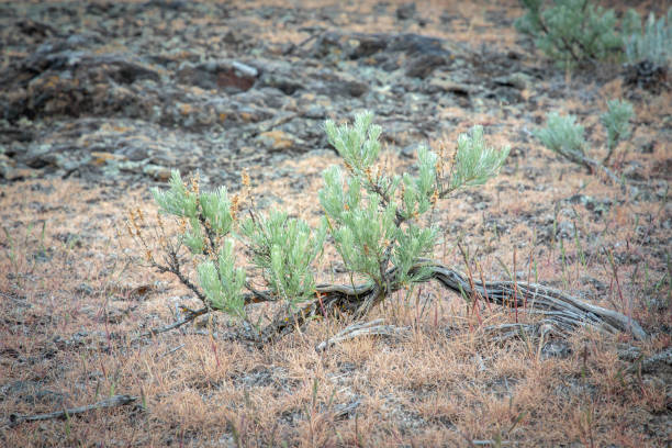 istock Juniper Bush at Sun Lakes Park 1394804753