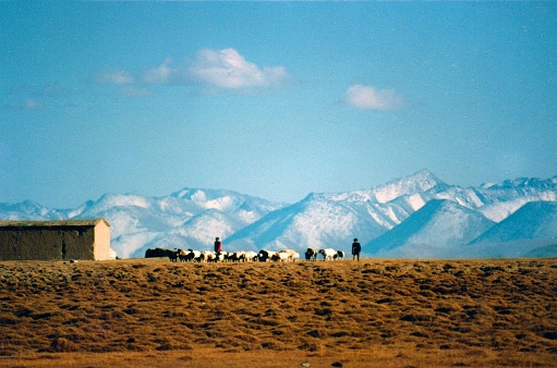 Autumn in Bayanbulak grassland.Central Xinjiang, at the southern foot of the Tianshan Mountain,.Film photo in 1990s