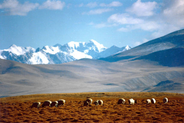 istock In the Autumn,Snow mountain, grassland and sheep 1394805534
