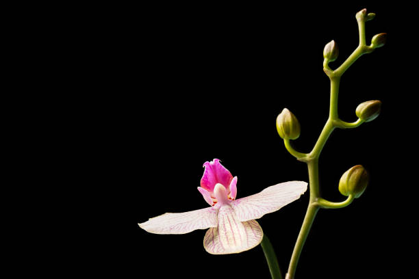 open flowering of an orchid plant