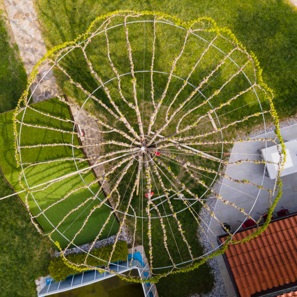 istock Directly Above a Tree Tied and Bent to Grow in Circle 1394806084