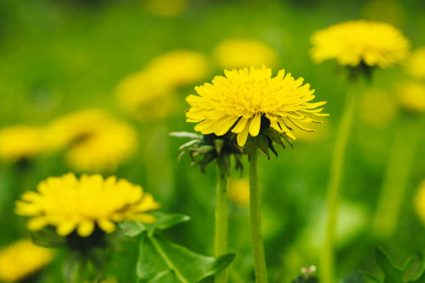 istock Spring green lawn with yellow dandelion flowers. Spring. Background 1394807226
