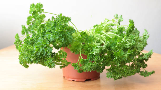 istock Parsley got too little water 1394809499