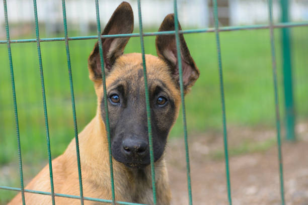 istock Sad puppy in a cage. 1394809523