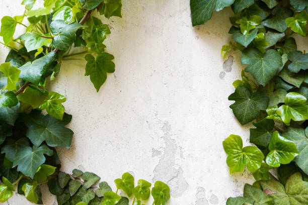 istock aged light concrete wall with cracks and spots and green climbing plants on it as a frame 1394810475
