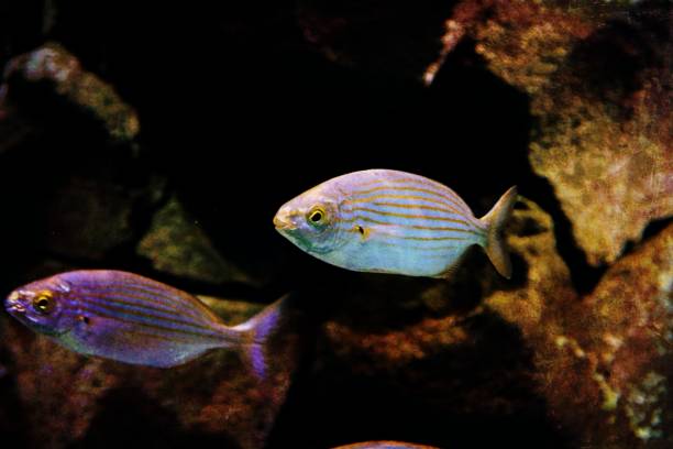 istock Close up of fish under water 1394810485