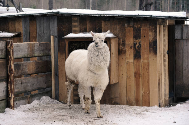 istock white llama in a wooden pen 1394811426
