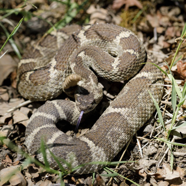 istock Angry Northern Pacific Rattlesnake in defensive posture 1394811453