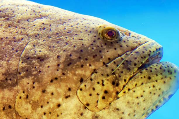 istock Close up of fish under water 1394811537