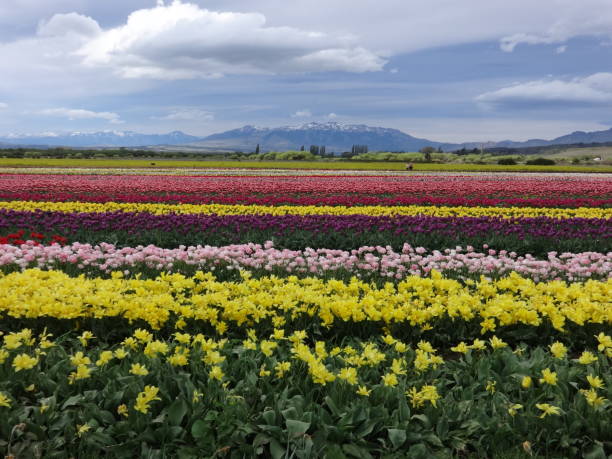 istock Field of tulips 1394811565