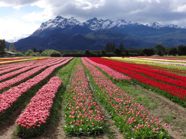 istock Field of tulips 1394811585