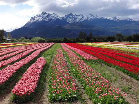 Field of tulips in Trevelin, Chubut