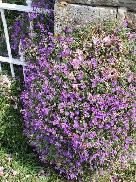 istock Flowers in Bloom in Wiltshire 1394811702