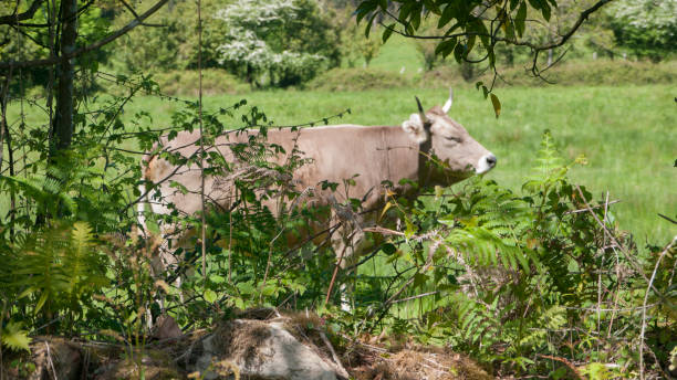 istock Cow grazing in a pasture 1394812732
