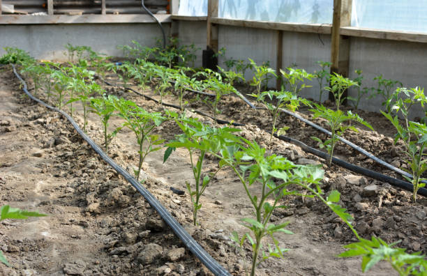 istock Greenhouse with drip irrigation when growing tomatoes 1394813683