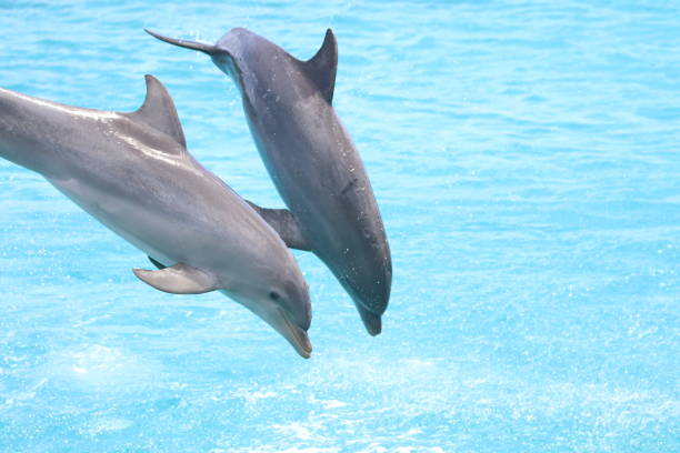 A single Common Dolphin (Delphinus delphis) breaks the ocean surface in the clear waters of the Bay of Biscay off the northern coast of Spain, near Bilbao