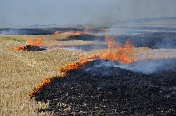 istock On the field burning stubble and straw 1394814171