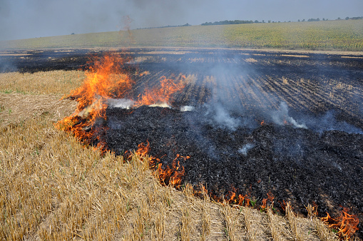 On the field after harvesting grain crops burning stubble and straw