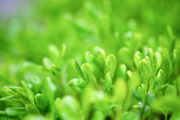 folhas verdes no fundo do borrão das hortaliças - leaf defocused dew focus on foreground - fotografias e filmes do acervo