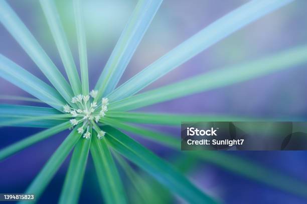 Palm Leaf Abstract Nature Background Stock Photo - Download Image Now - Nature, Abstract, Flower