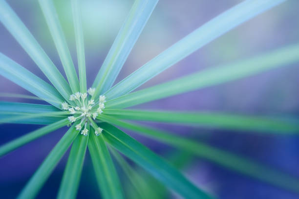 пальмовый лист. абстрактная природа фона - nature abstract flower blue стоковые фото и изображения