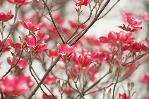 Blooming dogwood in Spring