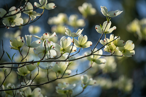 white flowers and lush foliage of Magnolia grandiflora tree