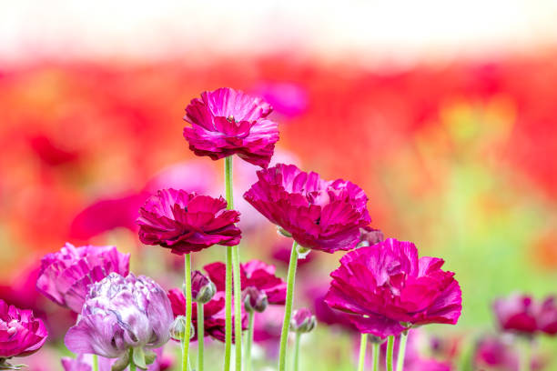 Close up of bunch of purple Ranunculus flowers within a field of other foliage during springtime in California.