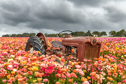 An old abandoned rusted tractor rests among a field of colorful ranunculus flowers during a stormy springtime day in California.