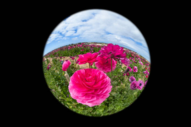 Close up of a ranunculus flower through a circular lens during springtime in California.