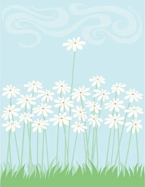 Vector illustration of Daisy Field