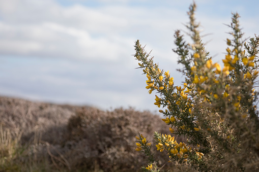Gorse in flower in spring in a garden at Dun Carloway, on the Isle of Lewis, Outer Hebrides, Scotland, United Kingdom