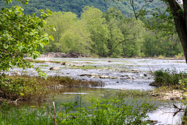 река шеннондейл в чарльз-тауне wv - blue ridge mountains stream forest waterfall стоковые фото и изображения