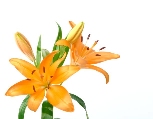 istock Studio shot of orange lily 1394820637