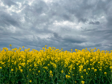 Rapeseed  flowers field with dramatic sky colorful rapeseed crops
