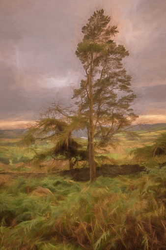 Digital painting of a lone tree at sunset on the Roaches in the Peak District National park. The water at Tittesworth reservoir can be seen through the branches of the tree.